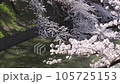 花吹雪舞う千鳥ヶ淵 105725153