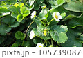 Flowers and berries of green garden strawberries.  105739087