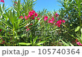 Southern flowers Oleander. Nature in Russia.  105740364