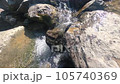 Mountain stream flows in stones  105740369