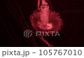 large red jellyfish on a dark background, lush tentacles, stylish image, background 105767010
