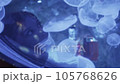 close-up, portrait, a woman looks at the movement of jellyfish in an aquarium. Fantasies of an inspired girl, dreams. 105768626