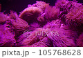 close-up, red algae in neon light, relevant background for text or techno music 105768628