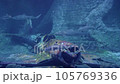 the bottom of the sea, a broken old plane overgrown with algae, sharks and other fish swim by, an oceanarium, old injuries 105769336