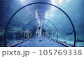 a girl in the tunnel of the oceanarium, fish swim past, the image of unity with the animal world, the search for oneself, communication on one with oneself 105769338