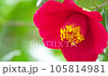 Macro photography of camellia flowers "Kuroshio" Kuroshio 105814981