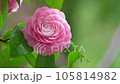 Raindrops and Camellia Flowers 4 Variety is Otome Tsubaki 105814982