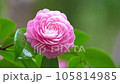 Rain drops and camellia flowers 2 The variety is Otome Tsubaki 105814985
