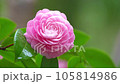 Rain drops and camellia flowers zoomed in 1 The variety is Otome camellia 105814986