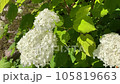 white hortensia flower blooming at garden. FullHD footage of hydrangeas are a symbol of purity, grace and abundance. High quality FullHD footage 105819663