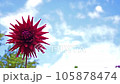 雨上がりのダリアの花 105878474