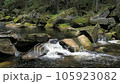 River named Otter, Vydra. The powerfull stream of the river in the Sumava Park pushes huge boulders down into the valley. 105923082
