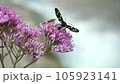 Slow moving burefly or fly on a purple flower close to water stream. 105923141
