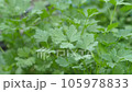 parsley plant close up,natural organic parsley plant, 105978833