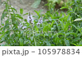 mint plant flower, the green fresh mint plant cultivated in the garden is now old, it has started to bloom and give seeds, 105978834