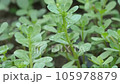 Medicinal purslane plant, green fresh purslane plant cultivated in the garden, omega 3 fatty acid source purslane, 105978879