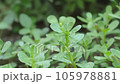 Medicinal purslane plant, green fresh purslane plant cultivated in the garden, omega 3 fatty acid source purslane, 105978881
