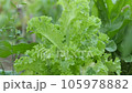 over-ripe and elongated lettuce plant, lettuce seed lettuce plant, 105978882