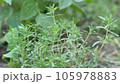 green fresh thyme plant cultivated in the garden, thyme herb, which is one of the aromatic and medicinal plants, 105978883