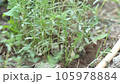 green fresh thyme plant cultivated in the garden, thyme herb, which is one of the aromatic and medicinal plants, 105978884