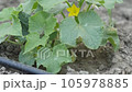 cucumber plant and its yellow flower, cucumber flower, blooming cucumber plant, 105978885