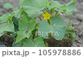 cucumber plant and its yellow flower, cucumber flower, blooming cucumber plant, 105978886
