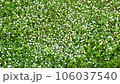 白い小さい花の集まり 106037540