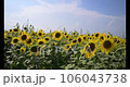 Sunflower field of fine weather 106043738