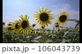 Sunflower field of fine weather 106043739
