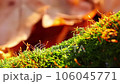 shot of forest moss in autumn motion 106045771