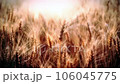 wheat ears on sunset background 106045775