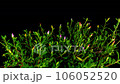 Portulaca blooming all at once 106052520