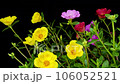 Portulaca blooming all at once 106052521