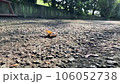 黃蜂攻擊蟬 106052738