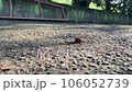 黃蜂攻擊蟬 106052739