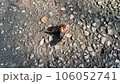 黃蜂攻擊蟬 106052741