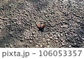 黃蜂攻擊蟬 106053357