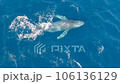 沢山のコバンザメを連れたクジラのダンスに虹が掛かる13 106136129