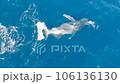 沢山のコバンザメを連れたクジラのダンスに虹が掛かる12 106136130