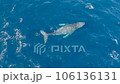 沢山のコバンザメを連れたクジラのダンスに虹が掛かる7 106136131