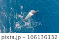 沢山のコバンザメを連れたクジラのダンスに虹が掛かる8 106136132