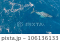沢山のコバンザメを連れたクジラのダンスに虹が掛かる9 106136133
