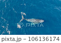 沢山のコバンザメを連れたクジラのダンスに虹が掛かる10 106136174