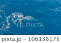 沢山のコバンザメを連れたクジラのダンスに虹が掛かる11 106136175