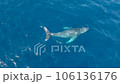 沢山のコバンザメを連れたクジラのダンスに虹が掛かる6 106136176