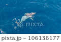 沢山のコバンザメを連れたクジラのダンスに虹が掛かる5 106136177