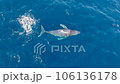 沢山のコバンザメを連れたクジラのダンスに虹が掛かる3 106136178
