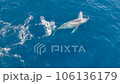 沢山のコバンザメを連れたクジラのダンスに虹が掛かる4 106136179