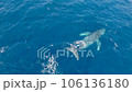 沢山のコバンザメを連れたクジラのダンスに虹が掛かる2 106136180