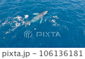 沢山のコバンザメを連れたクジラのダンスに虹が掛かる1 106136181